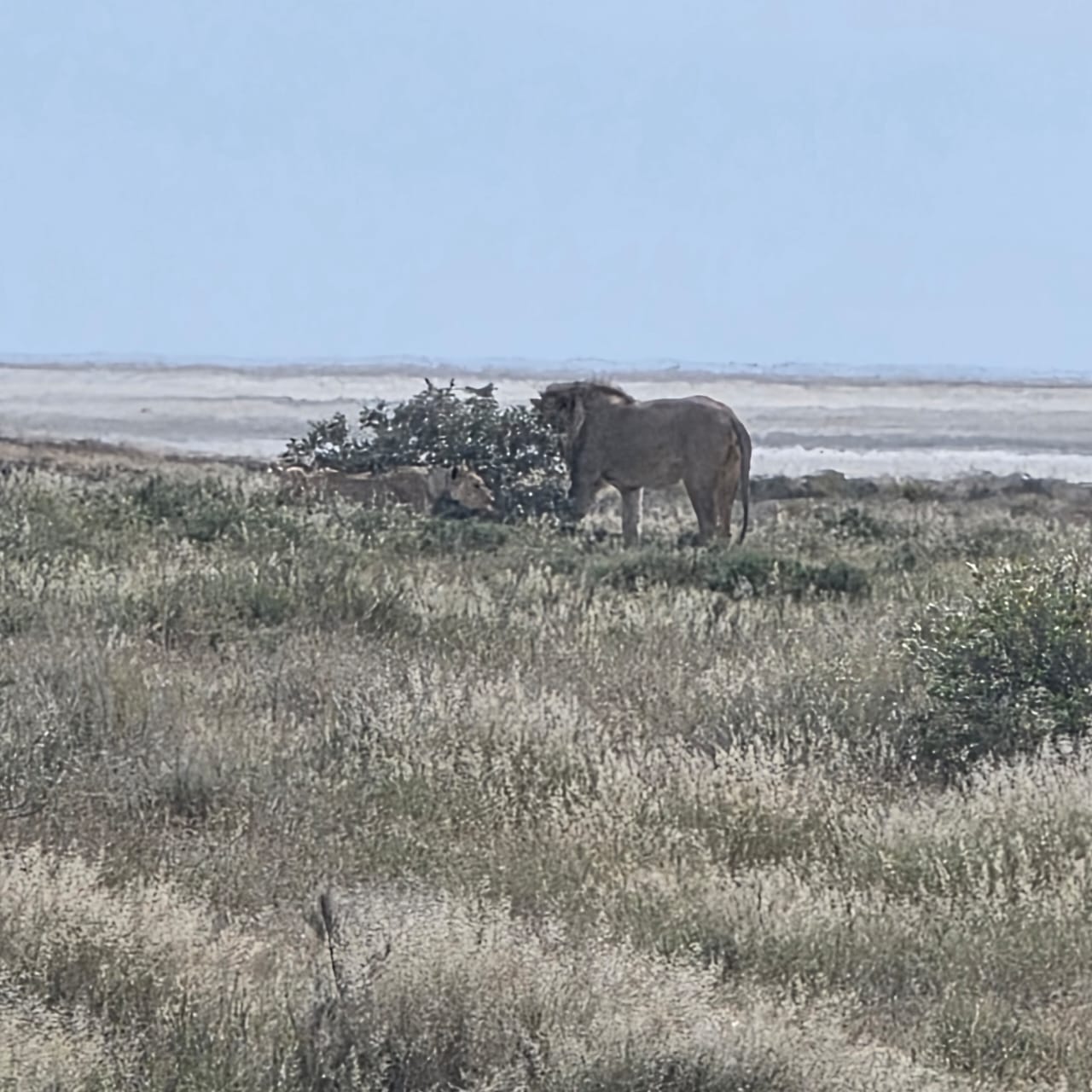 Etosha